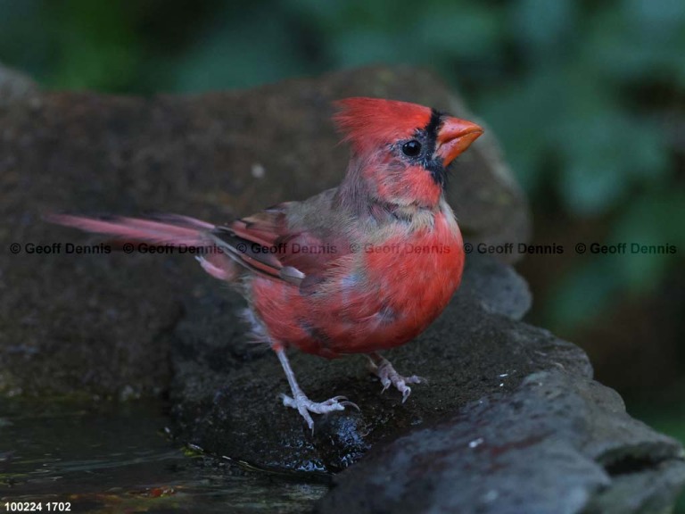 recent_Northern-Cardinal_2