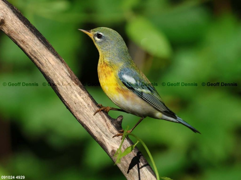 recent_Northern-Parula_adm