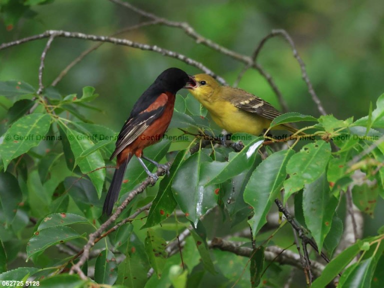 recent_Orchard-Oriole_1