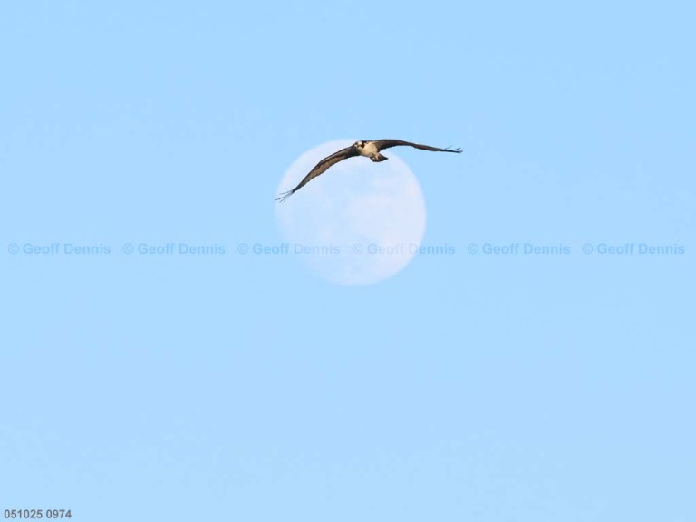 recent_Osprey_1
