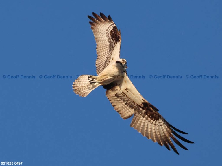 recent_Osprey_2