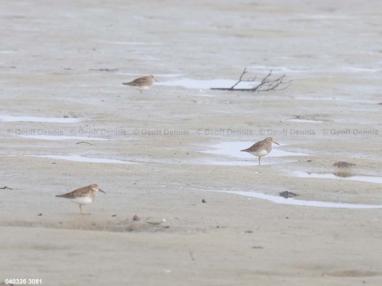 recent_Pectoral-Sandpiper