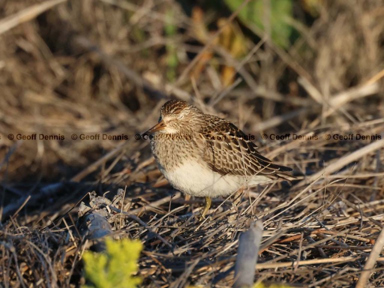 recent_Pectoral-Sandpiper_1