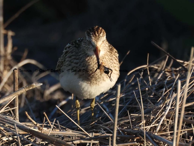 recent_Pectoral-Sandpiper_2