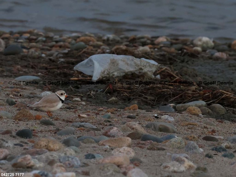 recent_Piping-Plover-mylar
