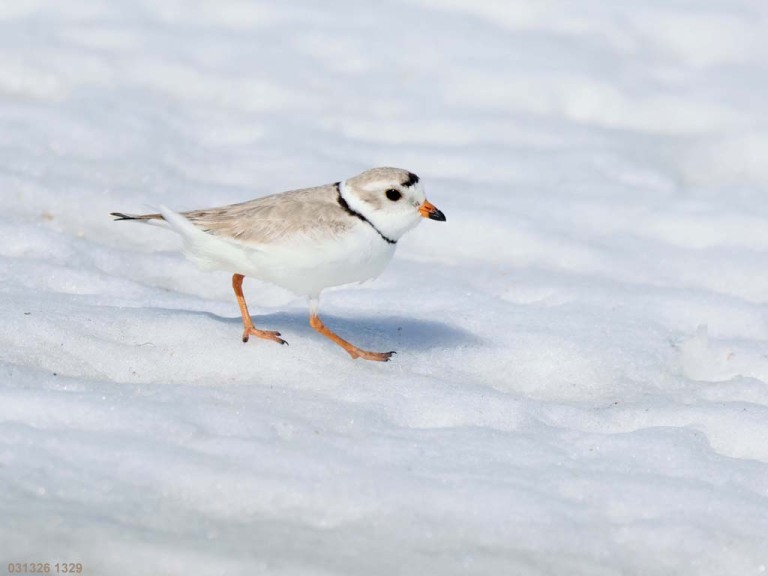 recent_Piping-Plover_1