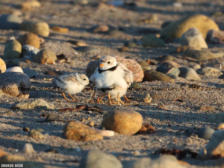 recent_Piping-Plover_3