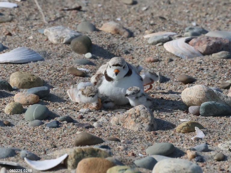 recent_Piping-Plover_brooding