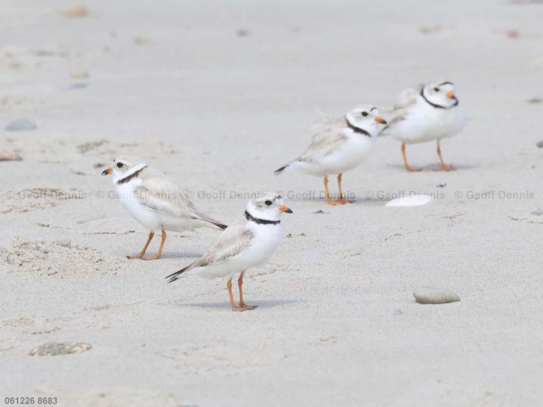 recent_Piping-Plover_four