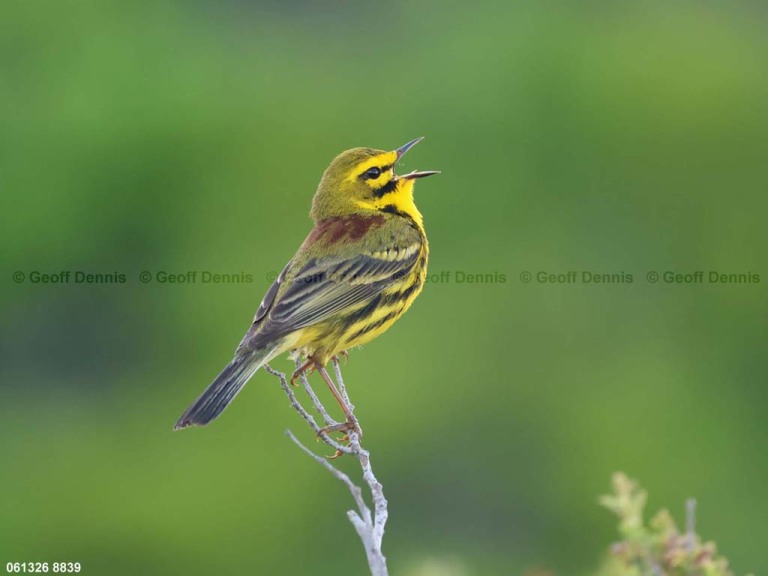 recent_Prairie-Warbler