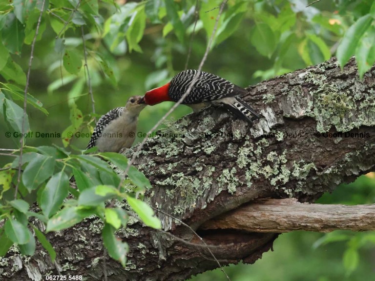 recent_Red-bellied-Woodpecker