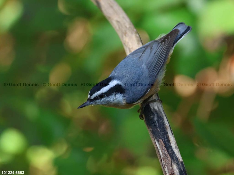 recent_Red-breasted-Nuthatch-101224