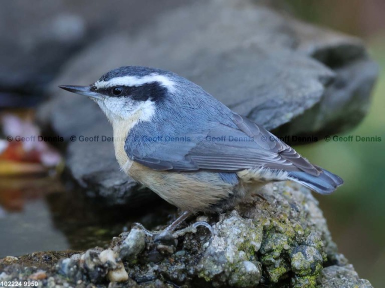 recent_Red-breasted-Nuthatch-female