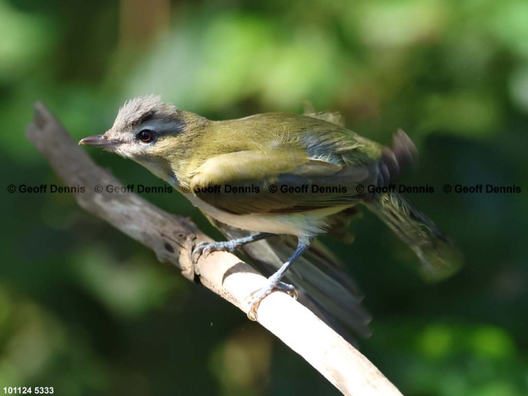 recent_Red-eyed-Vireo-oct