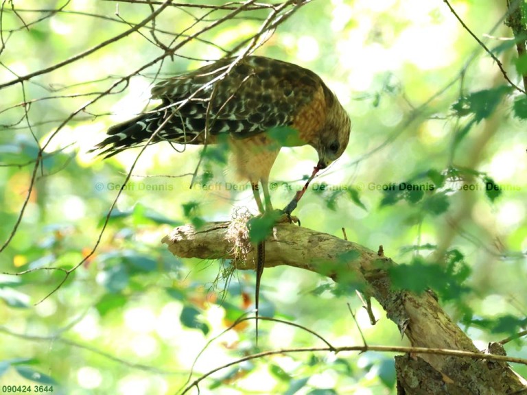 recent_Red-shouldered-Hawk