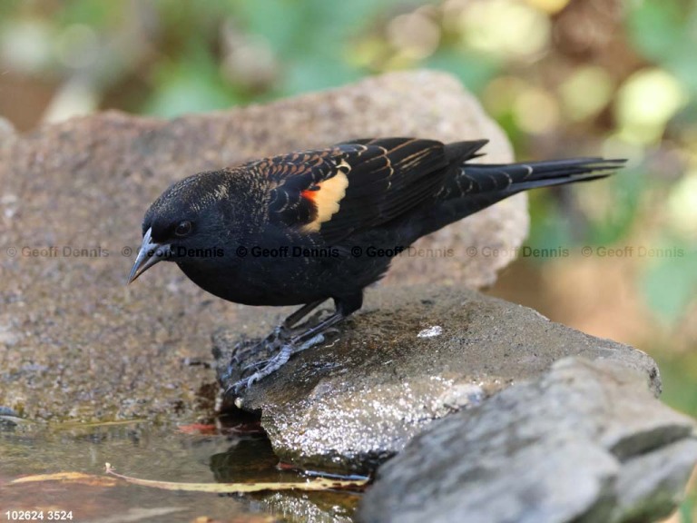 recent_Red-winged-Blackbird-imm-1