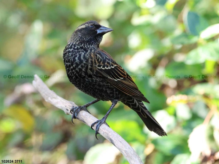 recent_Red-winged-Blackbird-imm_2