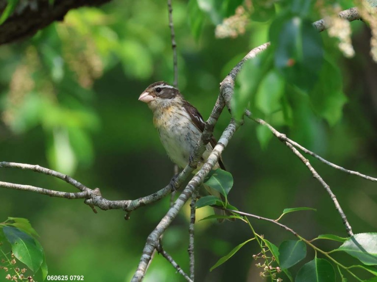 recent_Rose-breasted-Grosbeak_f