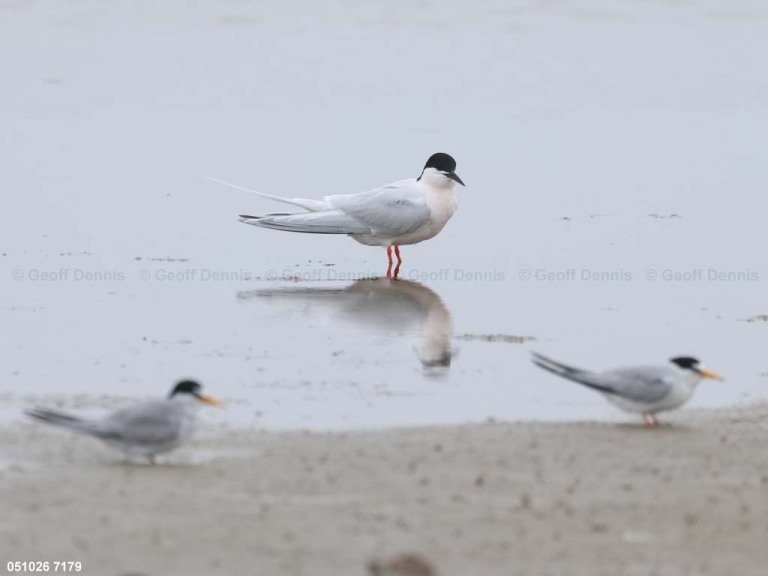 recent_Roseate_Tern
