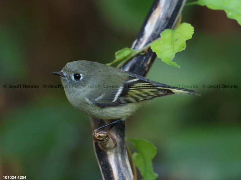 recent_Ruby-crowned-Kinglet