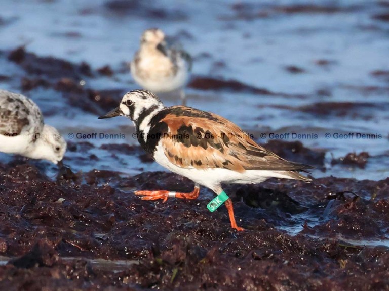 recent_Ruddy-Turnstone-30K