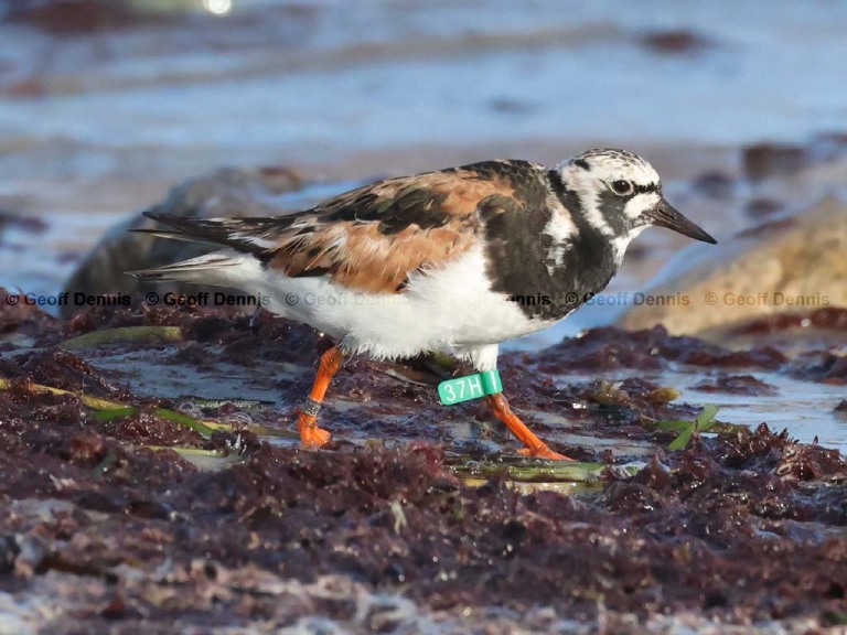 recent_Ruddy-Turnstone-37H