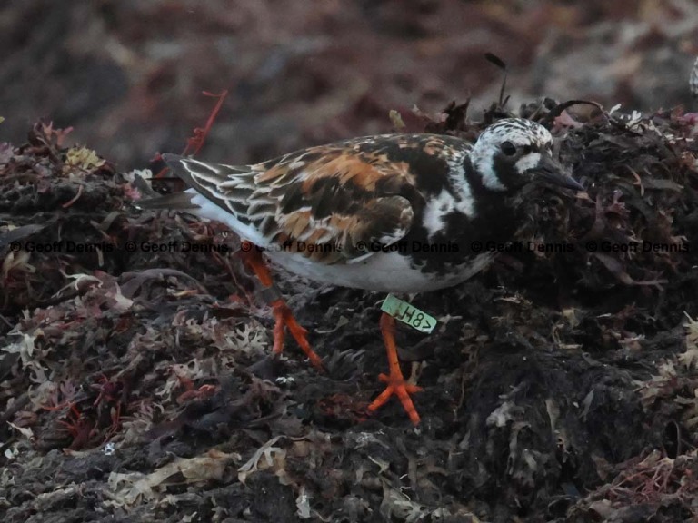 recent_Ruddy-Turnstone-H8