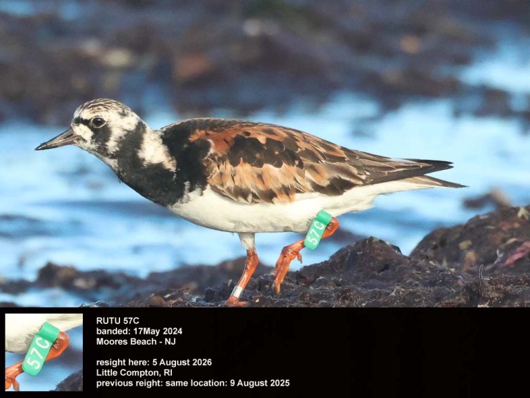 recent_Ruddy-Turnstone