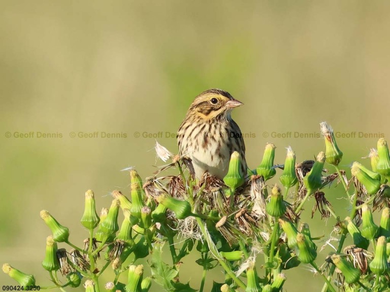 recent_Savannah-Sparrow