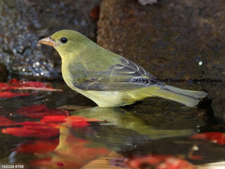 recent_Scarlet-Tanager-female