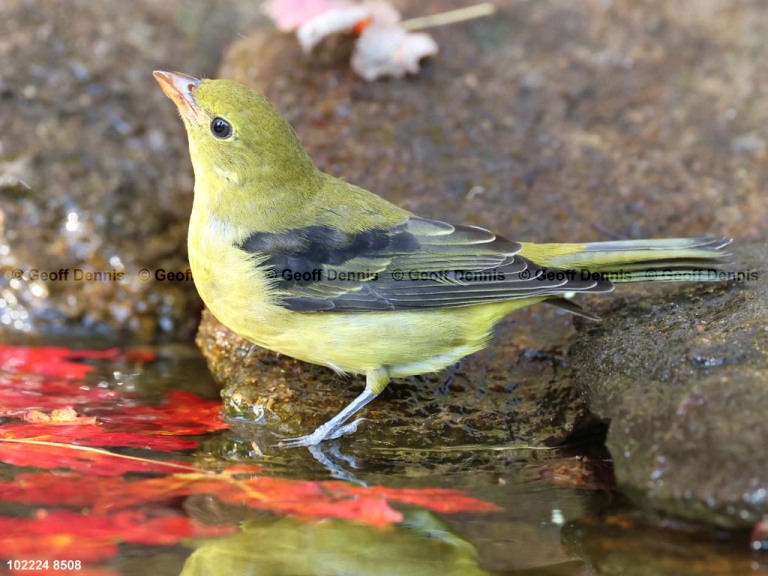 recent_Scarlet-Tanager-male