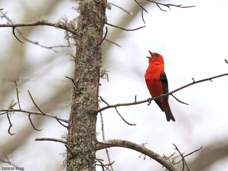 recent_Scarlet-Tanager