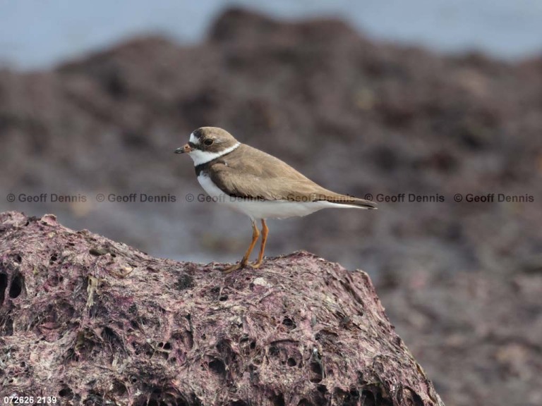 recent_Semipalmated-Plover