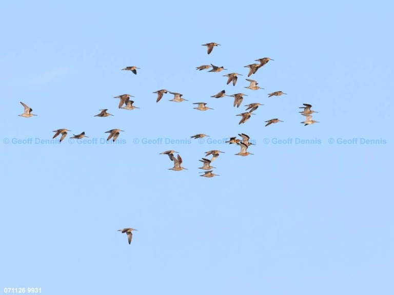 recent_Short-billed-Dowitcher_flock