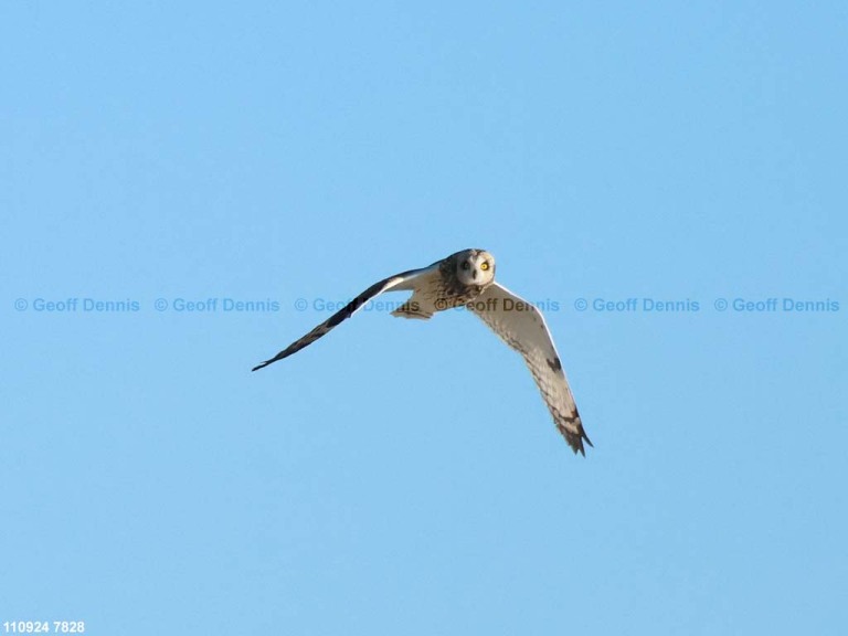 recent_Short-eared-Owl