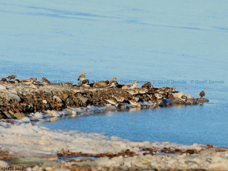 recent_Snow-Bunting