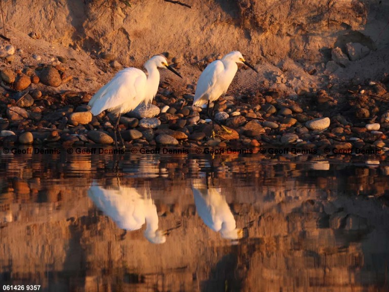 recent_Snowy_Egrets