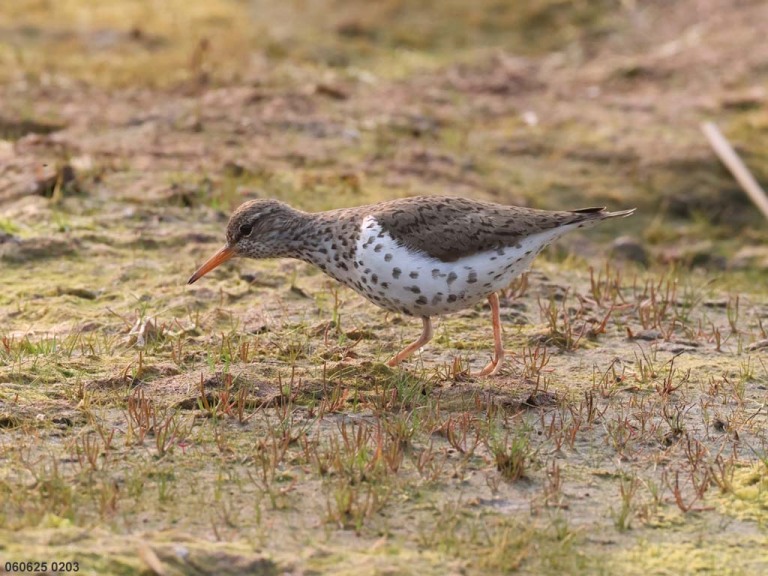 recent_Spotted-Sandpiper