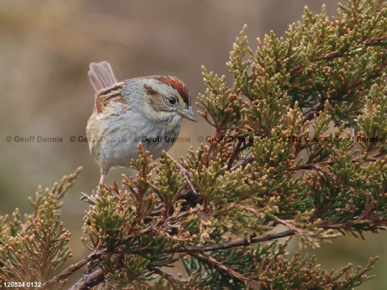 recent_Swamp-Sparrow