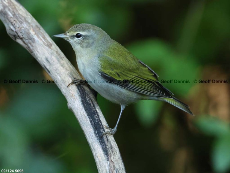 recent_Tennessee-Warbler_adm