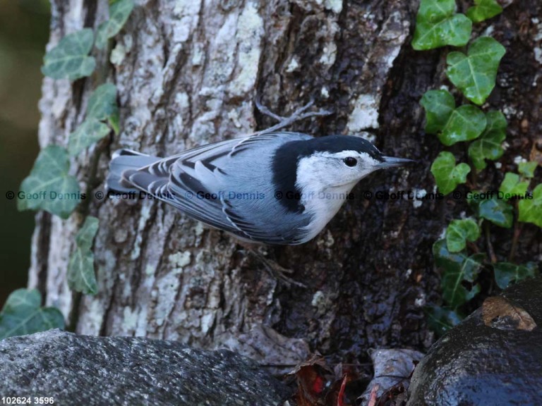 recent_White-breasted-Nuthatch