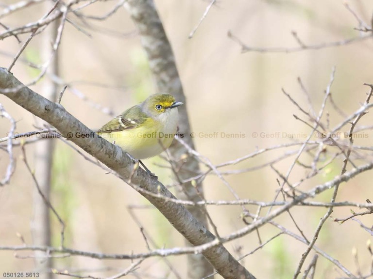 recent_White-eyed-Vireo