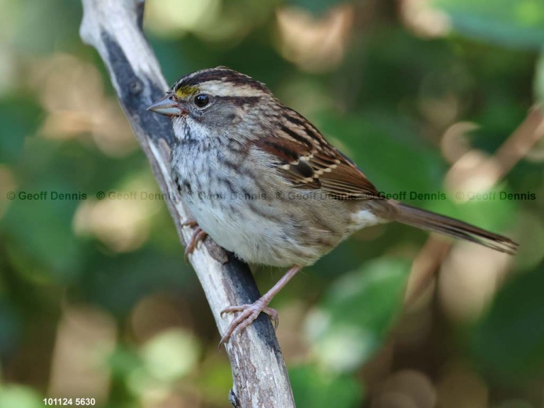 recent_White-throated-Sparrow-tan