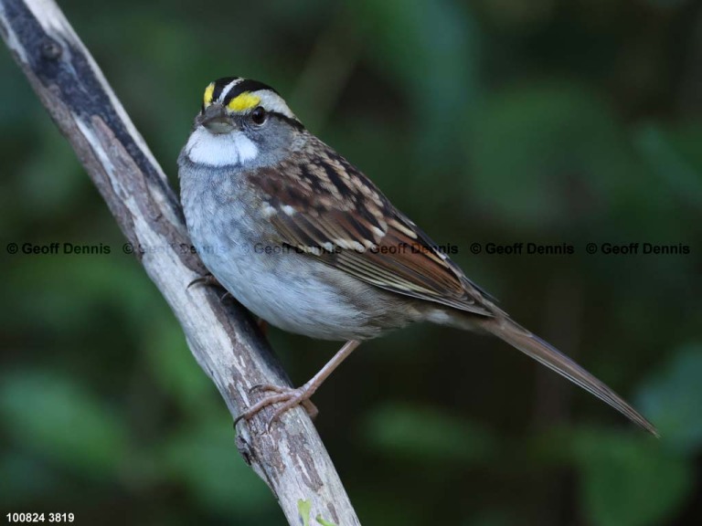 recent_White-throated-Sparrow