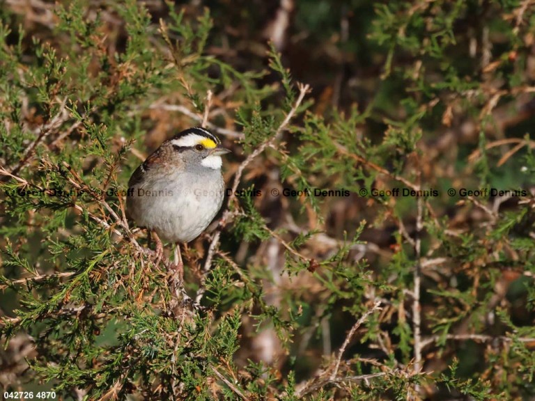 recent_White-throated-Sparrow