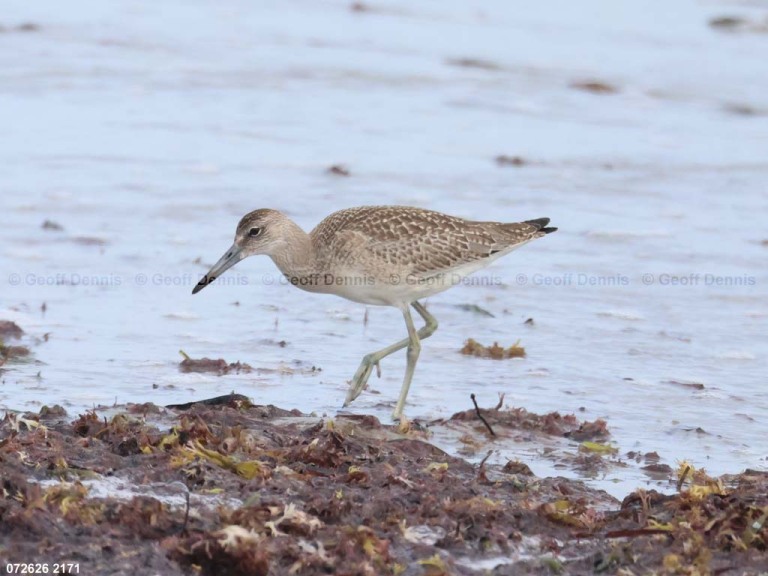 recent_Willet