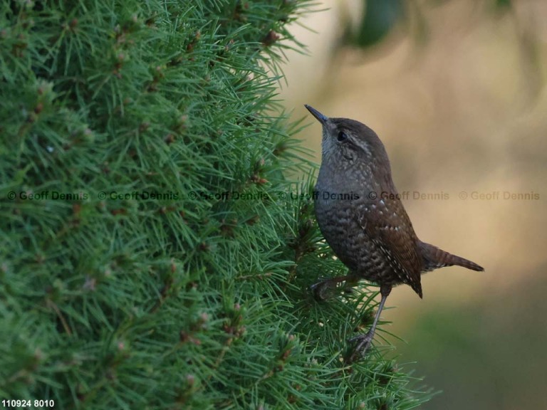 recent_Winter-Wren