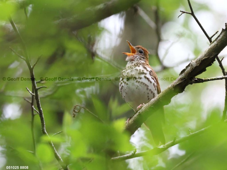 recent_Wood-Thrush