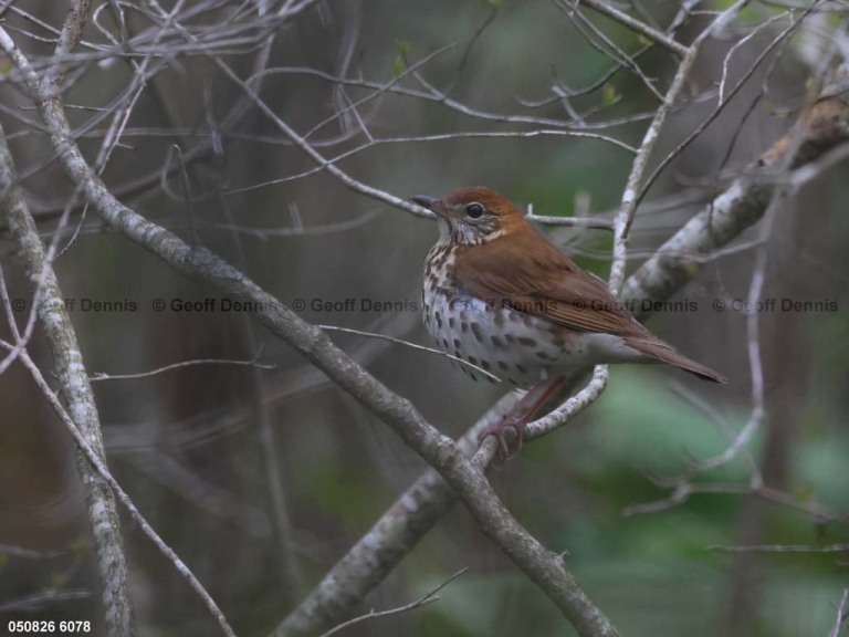 recent_Wood-Thrush