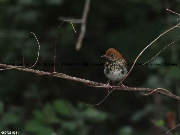 recent_Wood-Thrush_2